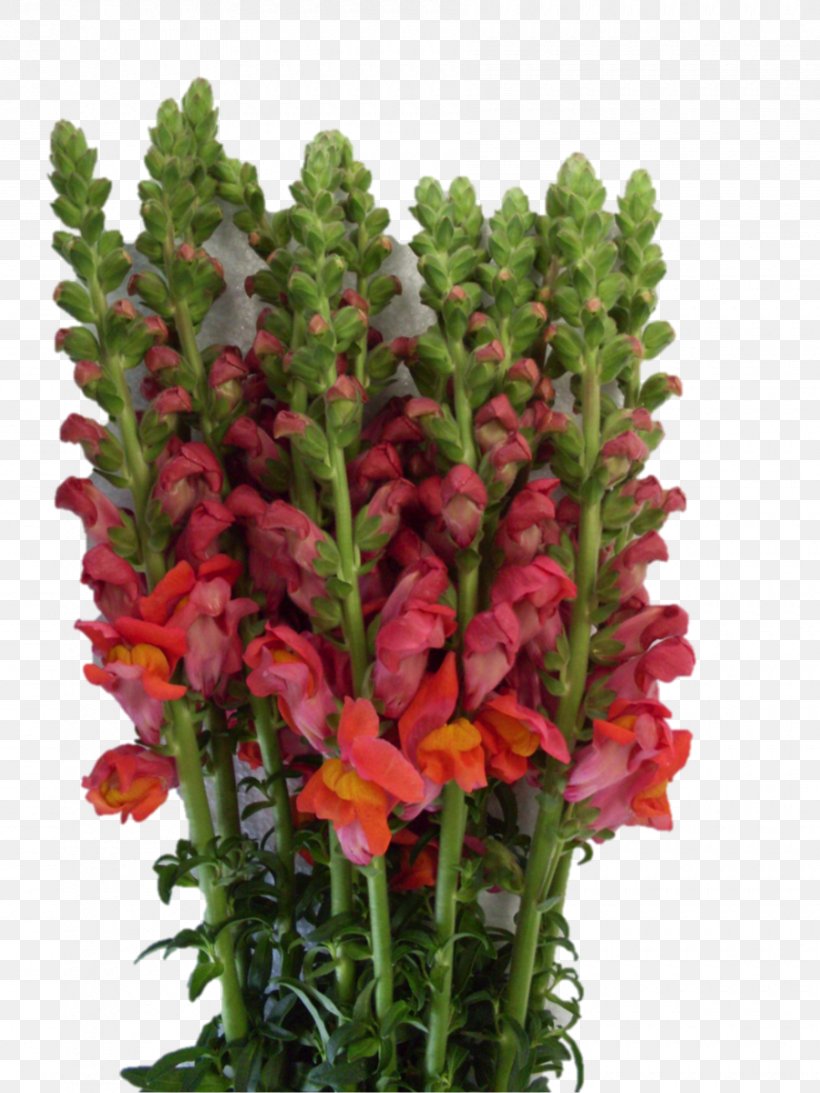 Cut Flowers Image Plant Stem, PNG, 900x1200px, Cut Flowers, Aquarium Decor, Artificial Flower, Drawing, Flower Download Free