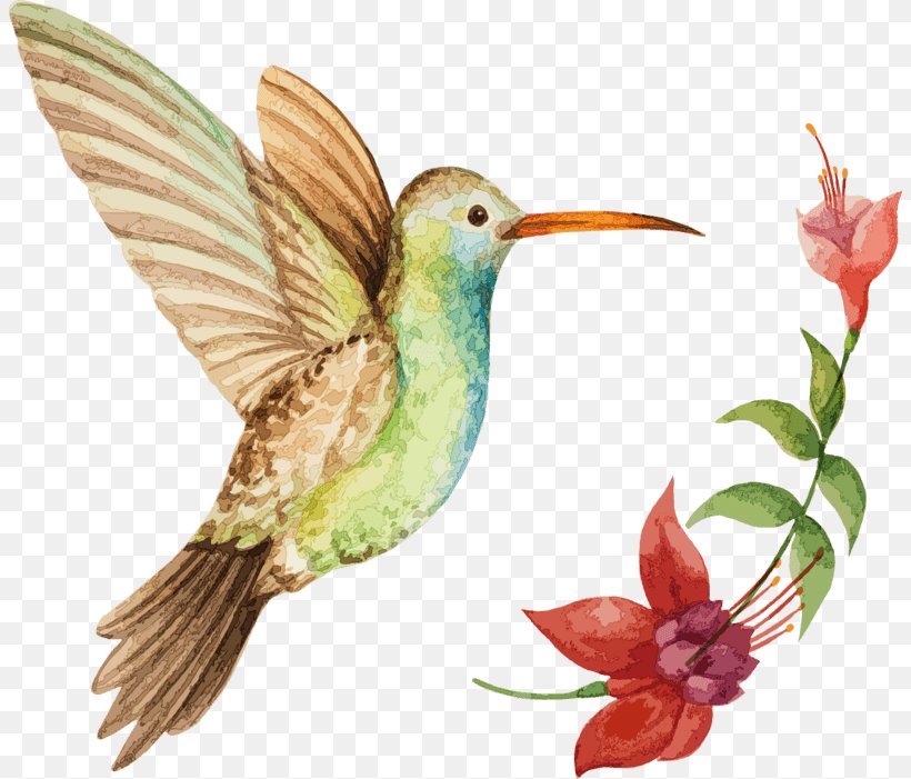 Hummingbird Illustration Stock Photography Vector Graphics, PNG, 804x701px, Hummingbird, Animal Figure, Beak, Bird, Broadbilled Hummingbird Download Free