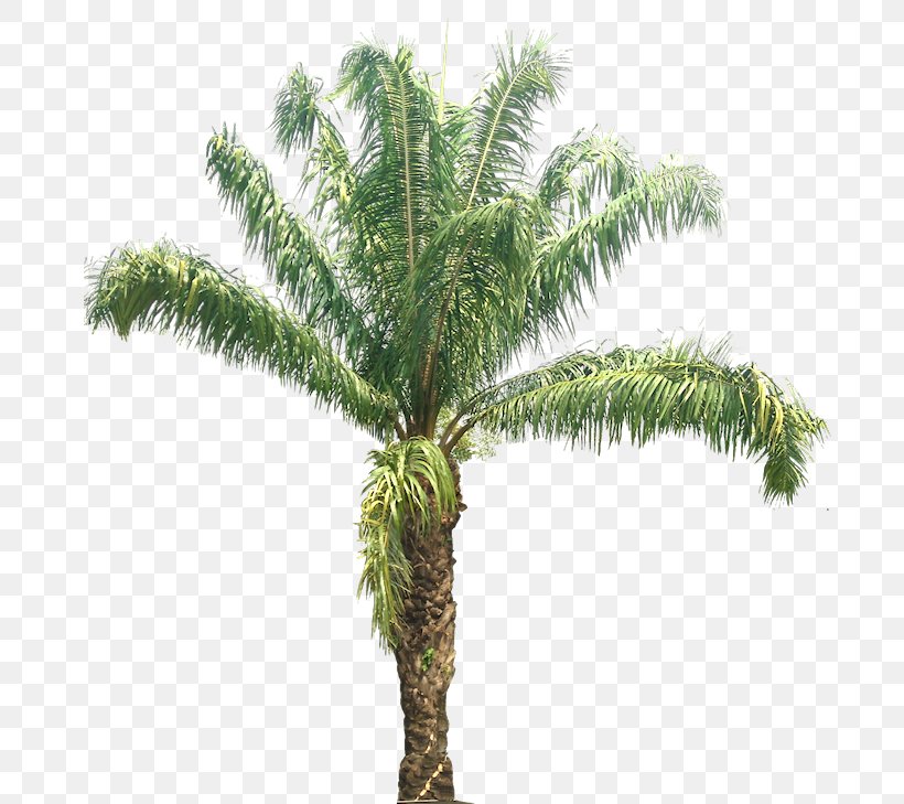 Babassu Palm Trees Coconut African Oil Palm, PNG, 695x729px, Babassu, African Oil Palm, Arecales, Attalea Speciosa, Branch Download Free