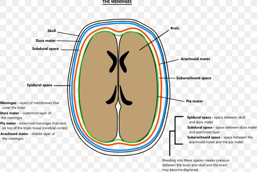 Meninges Brain Pia Mater Arachnoid Mater Agy, PNG, 1261x848px, Watercolor, Cartoon, Flower, Frame, Heart Download Free