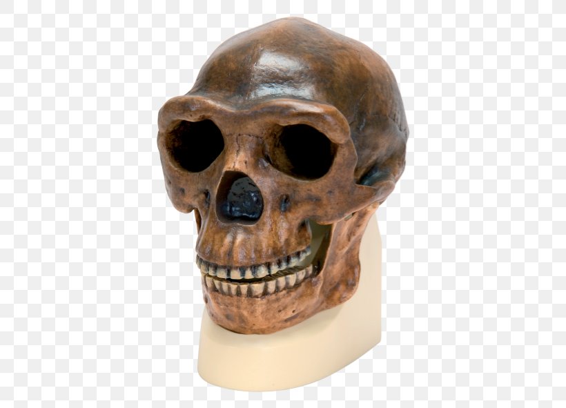 Peking Man Skull Anatomy Science Homo Sapiens, PNG, 460x591px, Peking Man, Anatomy, Anthropology, Biology, Bone Download Free