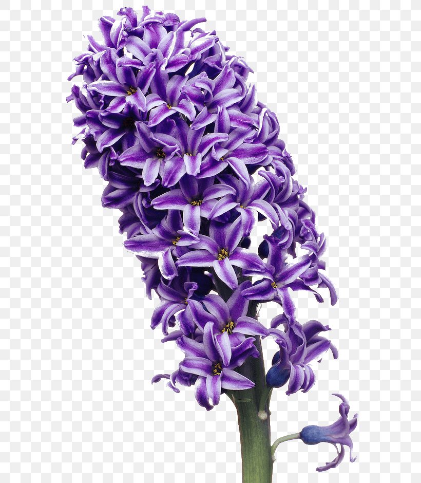 Hyacinth Image Clip Art Color Flower, PNG, 602x940px, Hyacinth, Blue, Color, Cut Flowers, Drawing Download Free