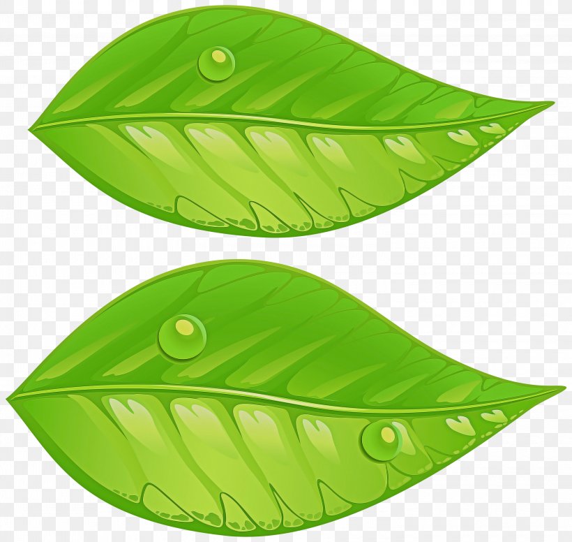 Leaf Green Plant, PNG, 3000x2840px, Leaf, Green, Plant Download Free