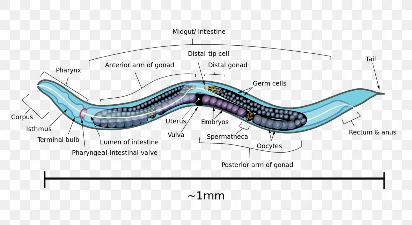 OpenWorm Brain Roundworms, PNG, 1584x868px, Worm, Area, Auto Part, Brain, Cell Download Free