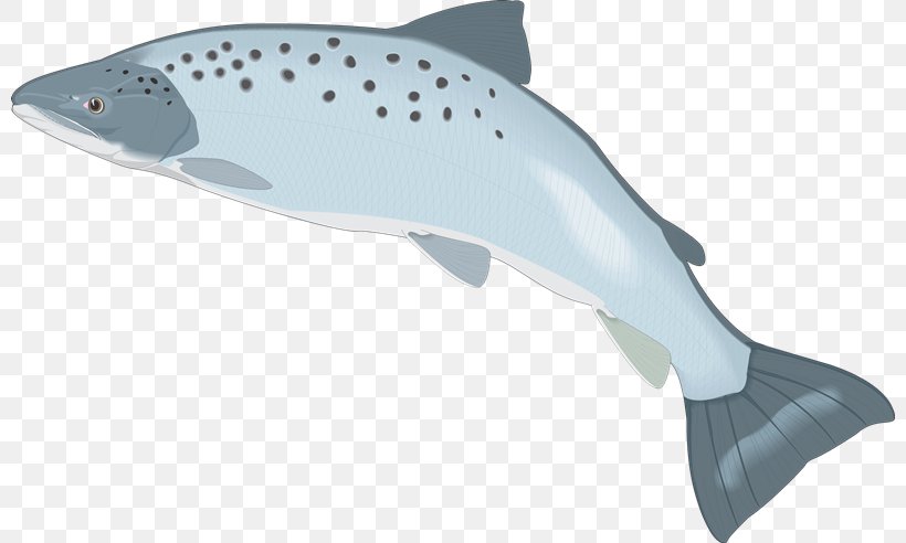 Shark Porpoise Cetacea, PNG, 800x492px, Shark, Cetacea, Dolphin, Fauna, Fin Download Free