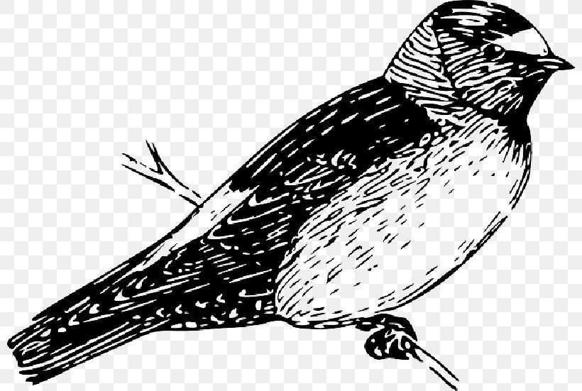 Swallow Clip Art Vector Graphics Openclipart, PNG, 800x551px, Swallow, American Cliff Swallow, Beak, Bird, Bobolink Download Free