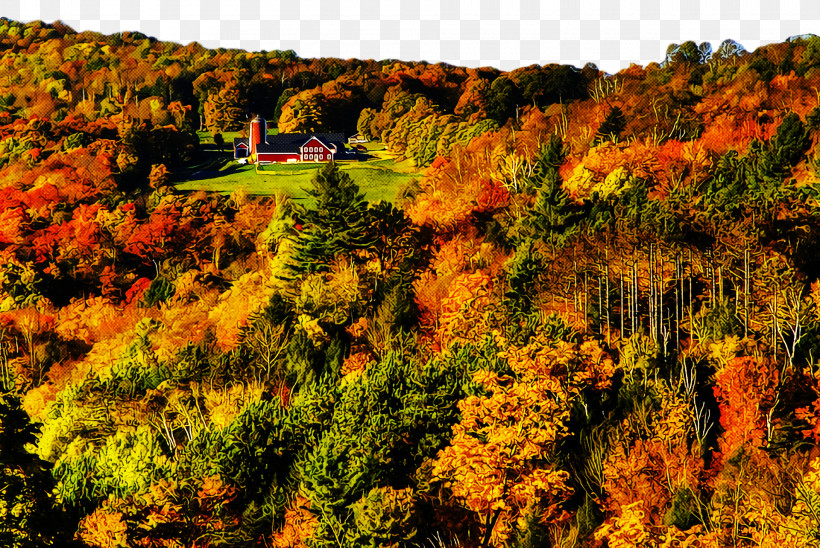 Temperate Broadleaf And Mixed Forests Vegetation Forest Shrubland Plant