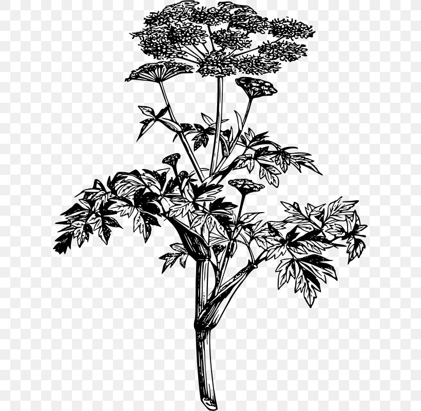 Angelica Archangelica Botany Wild Angelica Plant, PNG, 613x800px, Angelica Archangelica, Apiaceae, Black And White, Botanical Illustration, Botany Download Free