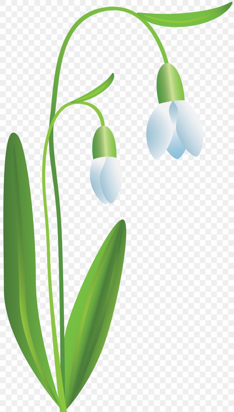 Flower Clip Art, PNG, 1422x2500px, Flower, Computer Animation, Depositphotos, Digital Image, Information Download Free