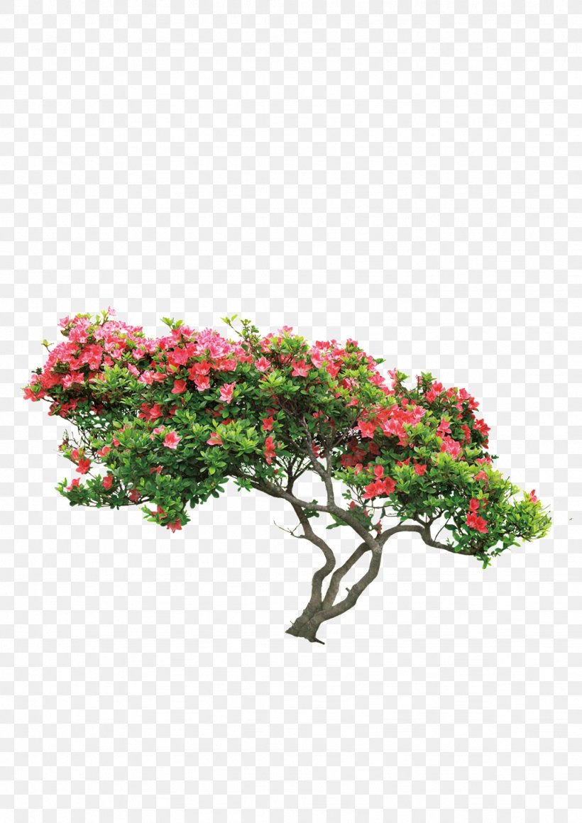 Image Tree Flower, PNG, 1024x1449px, Tree, Annual Plant, Azalea, Bougainvillea, Branch Download Free