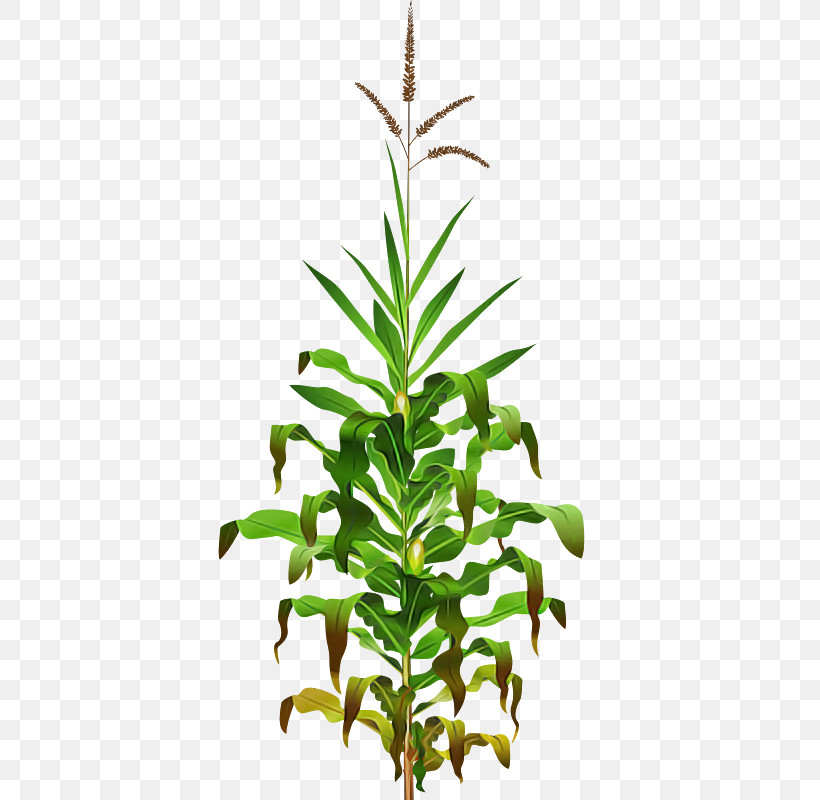 Leaf Plant Stem Flowerpot Herb Tree, PNG, 800x800px, Leaf, Biology, Flowerpot, Herb, Plant Download Free