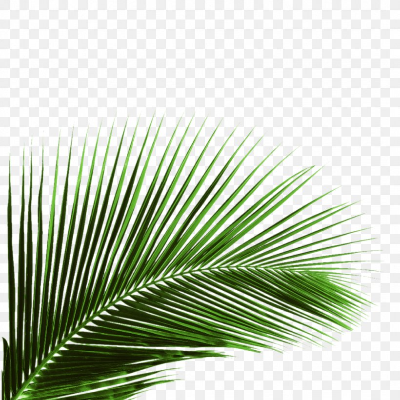 Clip Art Image Palm Trees Vector Graphics, PNG, 1024x1024px, Palm Trees, Arecales, Borassus Flabellifer, Botany, Drawing Download Free