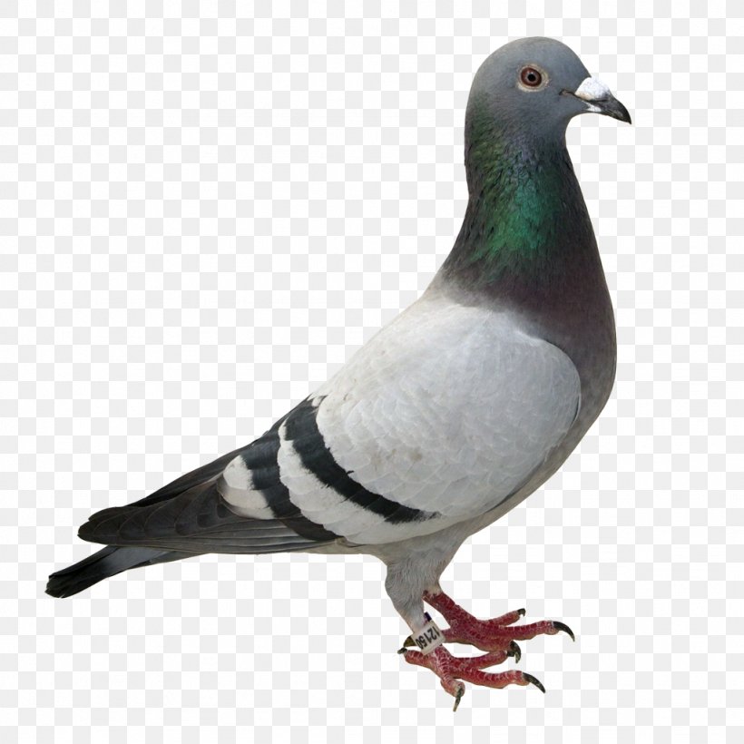 700 Fancy Pigeon Stock Videos and RoyaltyFree Footage  iStock  Magpie  pigeon Bird of paradise