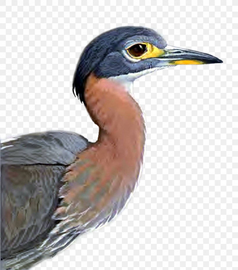 Green Heron Bird, PNG, 839x952px, Green Heron, Animal, Art, Beak, Bird Download Free