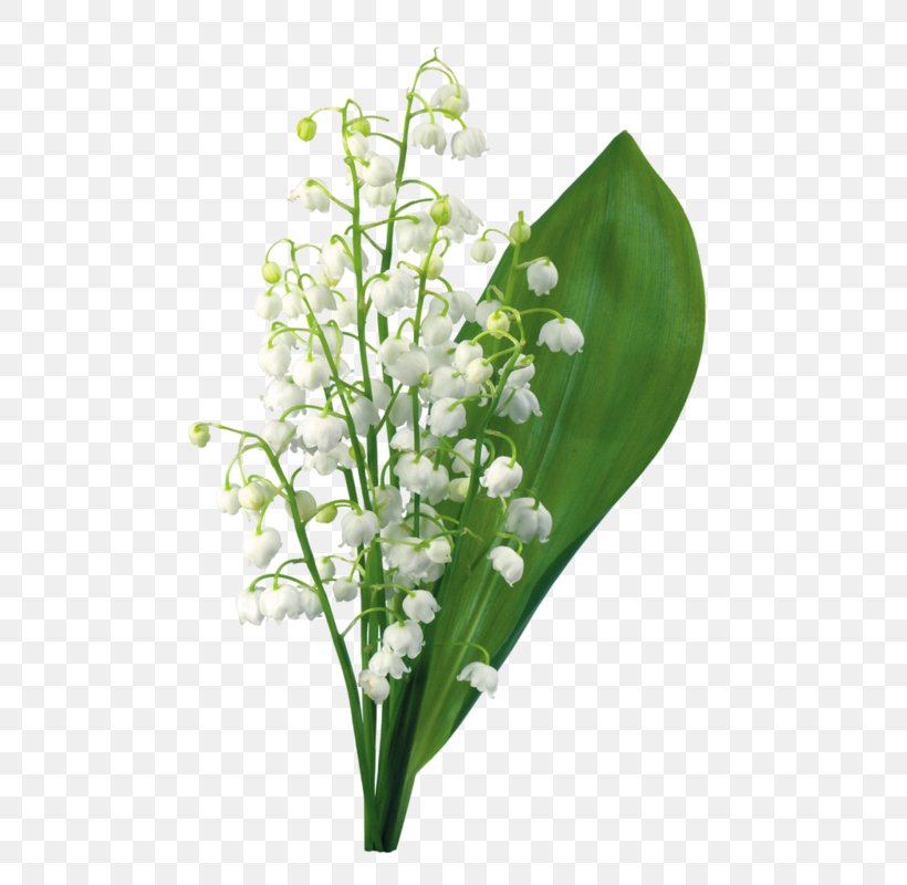 Lily Of The Valley Flower 1 May, PNG, 536x800px, 2017, 2018, Lily Of The Valley, Cut Flowers, Floral Design Download Free