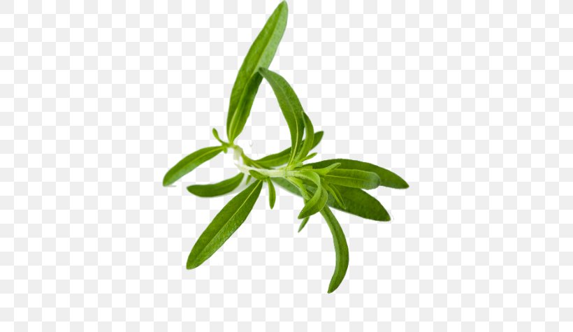 Tea Summer Savory Herb Tarragon, PNG, 640x475px, Tea, Basil, Beefsteak Plant, Food, Herb Download Free