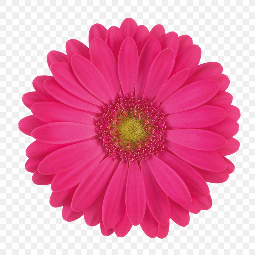 Transvaal Daisy Cut Flowers Stock Photography Common Daisy, PNG, 1100x1100px, Transvaal Daisy, Annual Plant, Aster, Chrysanths, Color Download Free