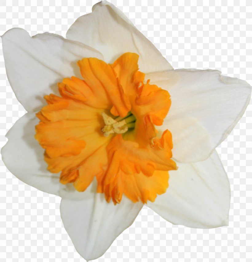 Daffodil Flower Clip Art, PNG, 877x912px, Daffodil, Amaryllis Family, Asd Esserebeneessere, Cut Flowers, Display Resolution Download Free