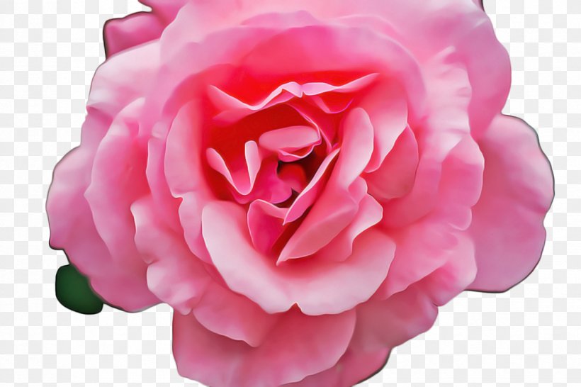 Pink Flower Cartoon, PNG, 1224x816px, Rose, Artificial Flower, Bloom, Blossom, Cabbage Rose Download Free