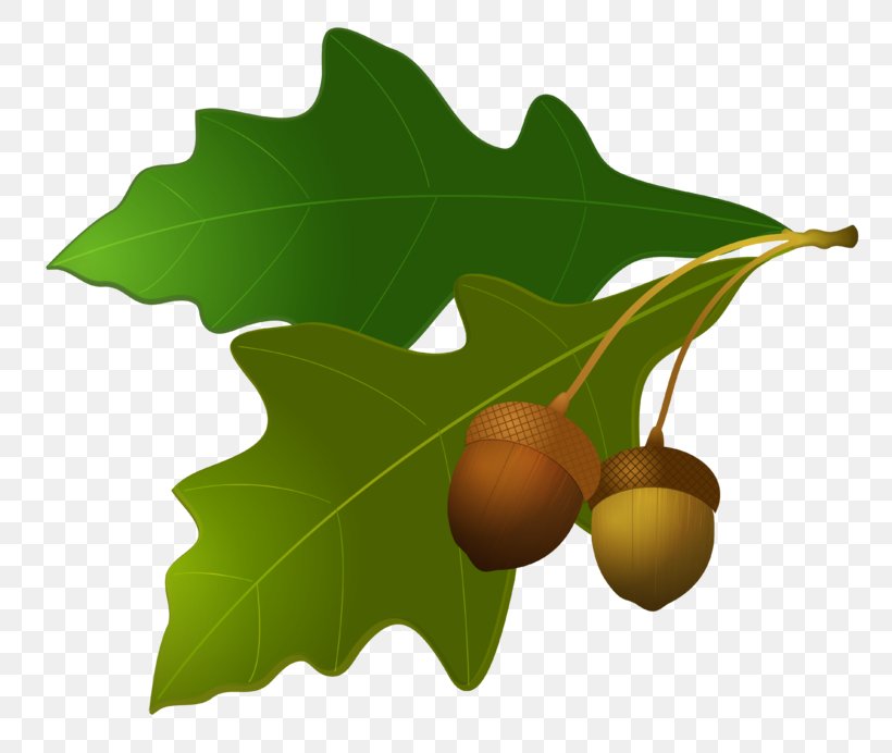 Acorn Oak Clip Art, PNG, 800x692px, Acorn, Autumn Leaf Color, Branch, Digital Image, Food Download Free