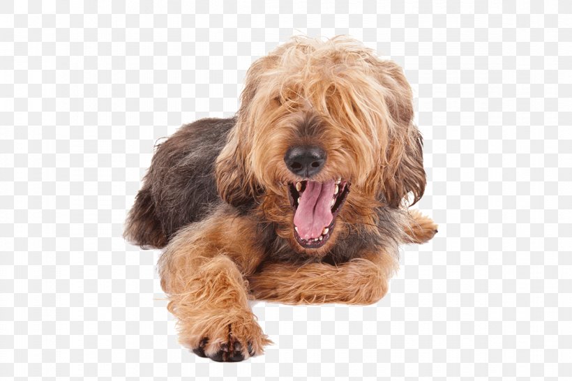 Cockapoo Airedale Terrier Otterhound Petit Basset Griffon Vendéen Goldendoodle, PNG, 1170x780px, Cockapoo, Airedale Terrier, Basset Hound, Carnivoran, Companion Dog Download Free