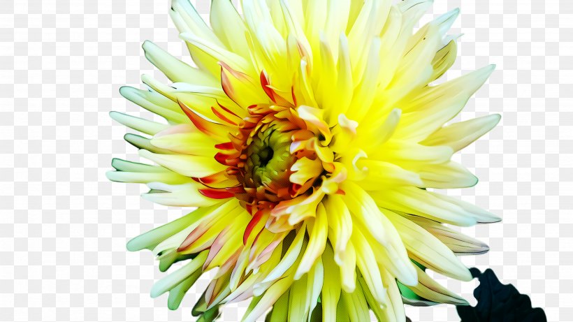 Floral Design, PNG, 2668x1500px, Flower, Cut Flowers, Dahlia, Daisy Family, Floral Design Download Free