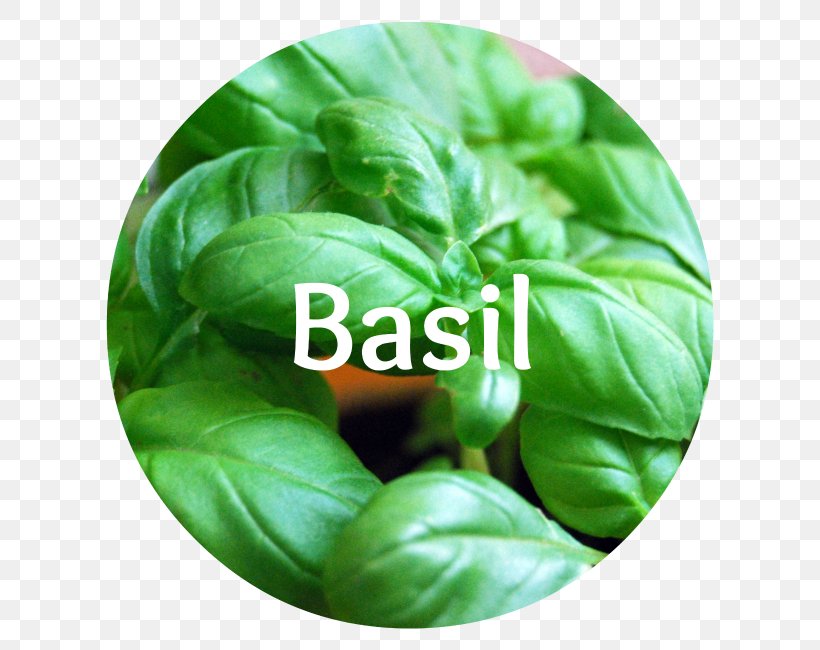Herb Thai Basil Lemon Basil African Blue Basil Genovese Basil, PNG, 650x650px, Herb, African Blue Basil, Basil, Clove, Dark Opal Basil Download Free