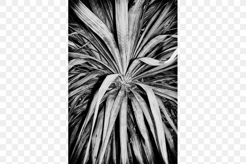 Symmetry White Tree Pattern, PNG, 1024x682px, Symmetry, Black And White, Flower, Monochrome, Monochrome Photography Download Free