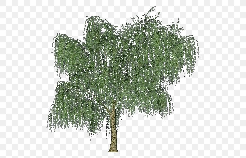 Tree Weeping Willow Woody Plant Shrub, PNG, 750x527px, Tree, Birch, Branch, Deciduous, Evergreen Download Free