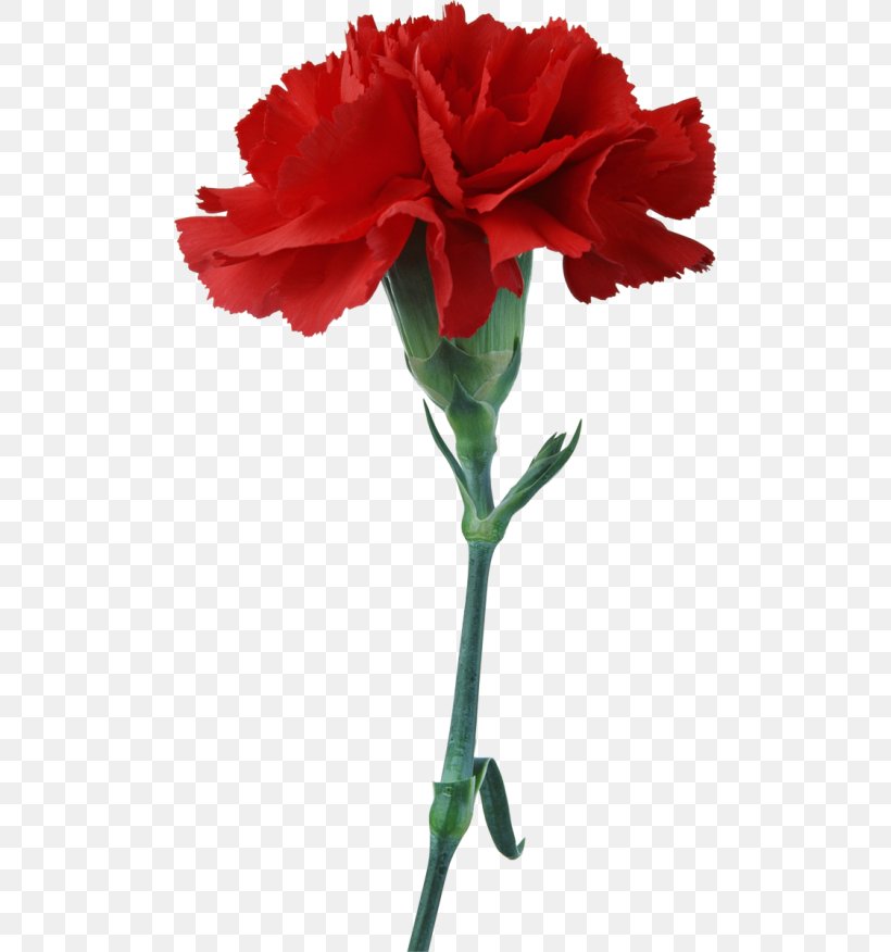 Carnation Cut Flowers Stock Photography Clip Art, PNG, 500x876px, Carnation, China Rose, Cut Flowers, Dianthus, Drawing Download Free