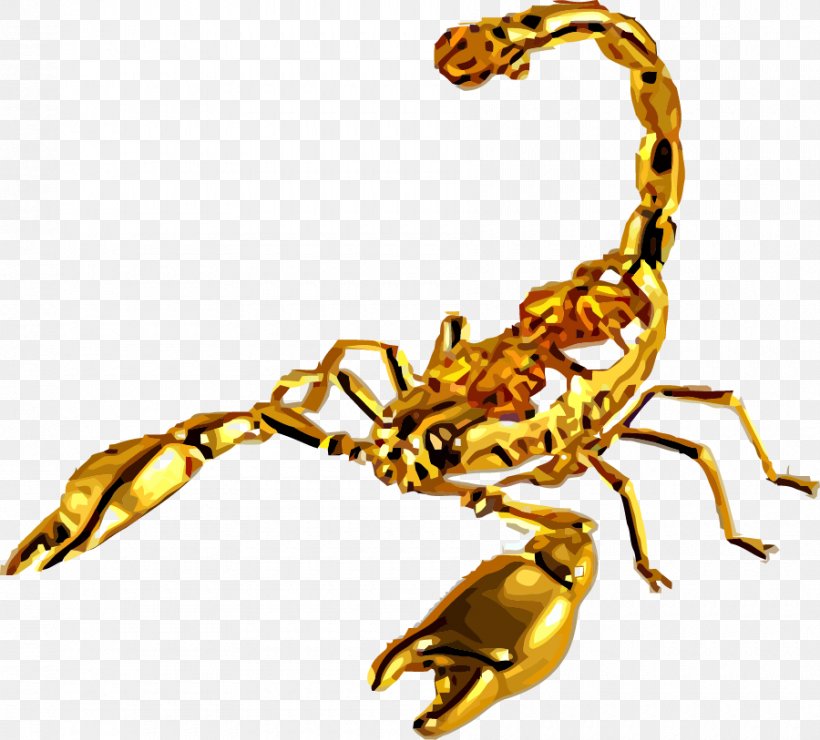 Emperor Scorpion Euclidean Vector, PNG, 900x813px, Scorpion, Arthropod, Body Jewelry, Emperor Scorpion, Invertebrate Download Free