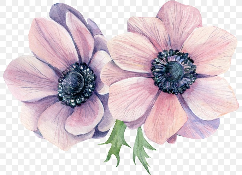 Anemone Watercolor Painting Stock Illustration Flower, PNG, 800x593px, Anemone, Artificial Flower, Cut Flowers, Drawing, Floral Design Download Free