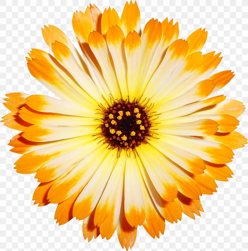 Chrysanthemum Transvaal Daisy Cut Flowers, PNG, 1200x1212px, Chrysanthemum, Annual Plant, Calendula, Calendula Officinalis, Chrysanths Download Free