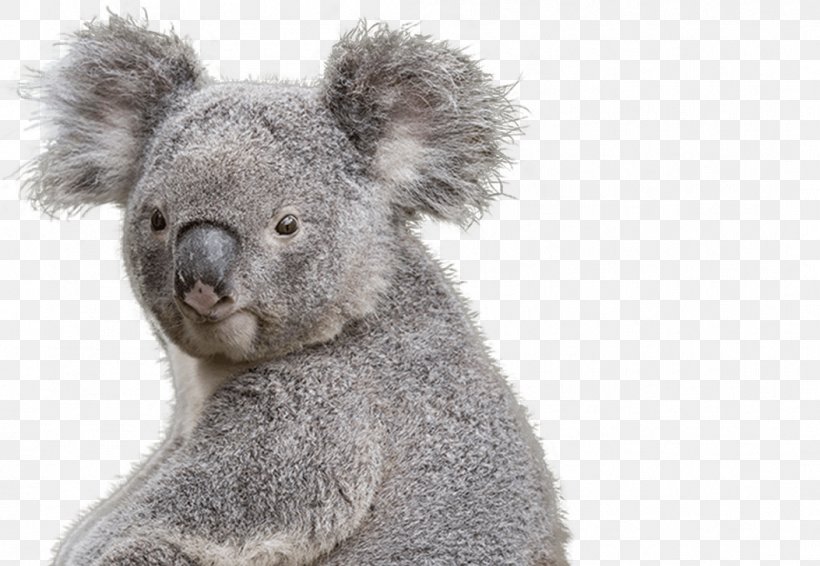 National Zoo & Aquarium Koala Bear Marsupial, PNG, 1053x727px, National Zoo Aquarium, Animal, Australia, Bear, Cuteness Download Free