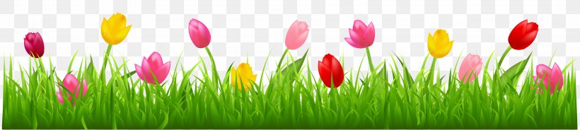 Parrot Tulips Flower Clip Art, PNG, 4268x960px, Tulip, Blog, Bud, Close Up, Daffodil Download Free