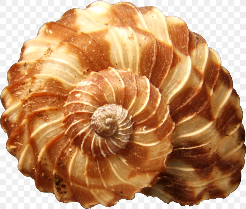 Shore Seashell Mollusc Shell Snail, PNG, 1154x984px, Shore, Beach, Coast, Conch, Conchology Download Free