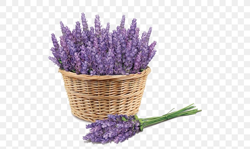 Sunscreen Lavender Face Skin Price, PNG, 544x488px, Sunscreen, Artificial Flower, Cosmetics, Cut Flowers, English Lavender Download Free