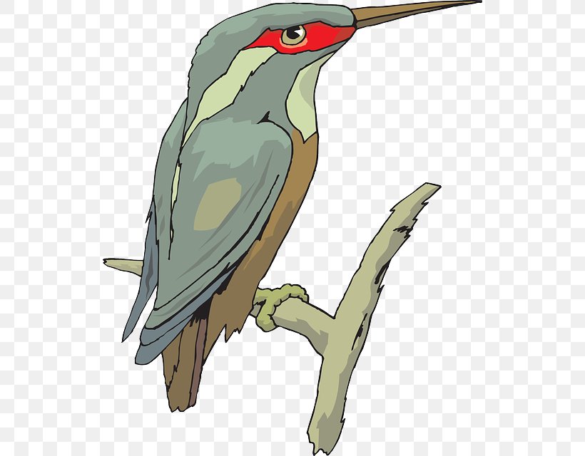 Clip Art Beak Image Kingfisher Bird, PNG, 532x640px, Beak, Bird, Coloring Book, Cuculiformes, Drawing Download Free