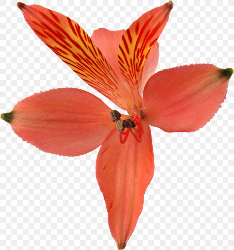Orchids Flower Clip Art, PNG, 1500x1600px, Orchids, Alstroemeriaceae, Amaryllis Belladonna, Cut Flowers, Depositfiles Download Free
