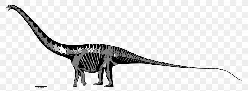 Amphicoelias Dinheirosaurus Supersaurus Diplodocus Morrison Formation, PNG, 5000x1850px, Amphicoelias, Argentinosaurus, Black And White, Brachiosaurus, Camarasaurus Download Free