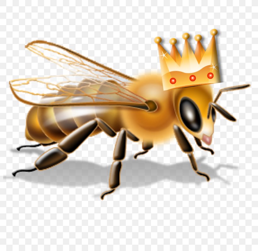 Bee Insecticide Pesticide Neonicotinoid, PNG, 800x800px, Bee, Arthropod, Beehive, Hazard Symbol, Honey Bee Download Free