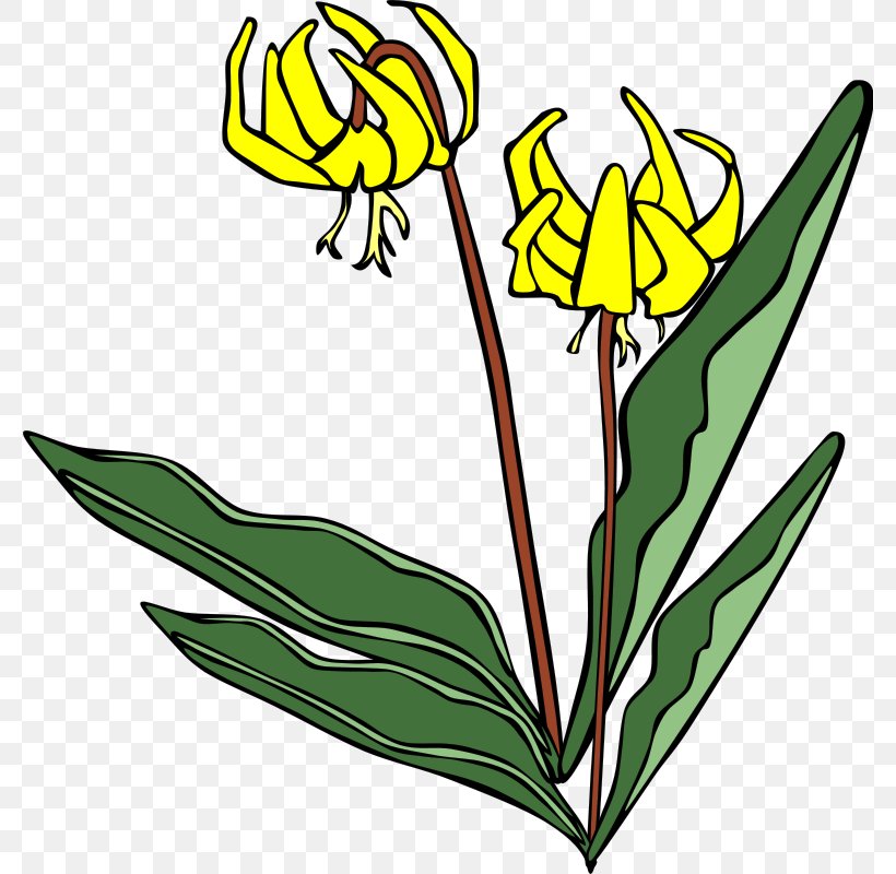 Flower Lilium Clip Art, PNG, 778x800px, Flower, Artwork, Cut Flowers, Fictional Character, Flora Download Free