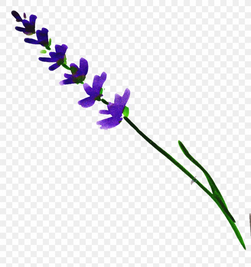 Lavender, PNG, 1024x1089px, Flower, Flowering Plant, Lavandula Dentata, Lavender, Pedicel Download Free