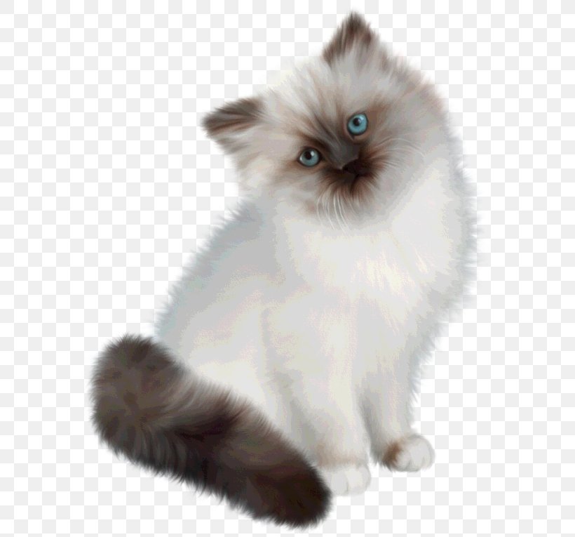 Ragdoll Persian Cat Siamese Cat Birman Himalayan Cat, PNG, 600x765px, Ragdoll, Asian Semi Longhair, Birman, British Semi Longhair, British Shorthair Download Free