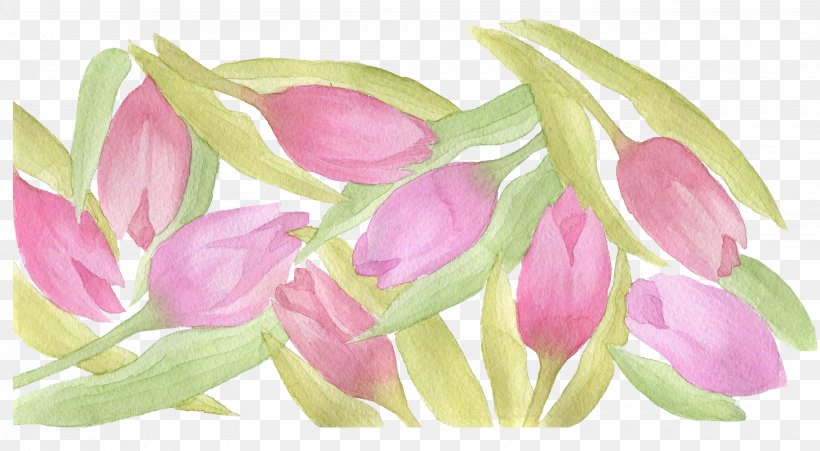 Tulip Watercolor Painting, PNG, 3300x1818px, Tulip, Black And White, Designer, Floral Design, Floristry Download Free
