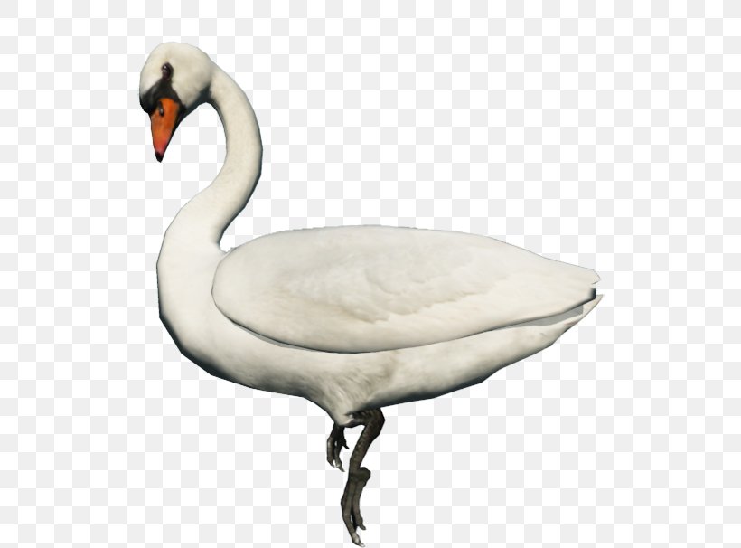 Cygnini Domestic Goose Duck Animal, PNG, 600x606px, Cygnini, Animal, Anser, Beak, Bird Download Free