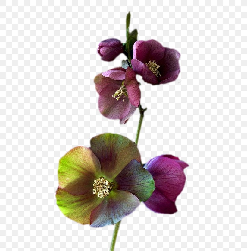 Flower Petal Floral Design Plant Stem Violet, PNG, 554x831px, Flower, Cut Flowers, Floral Design, Floristry, Flowering Plant Download Free