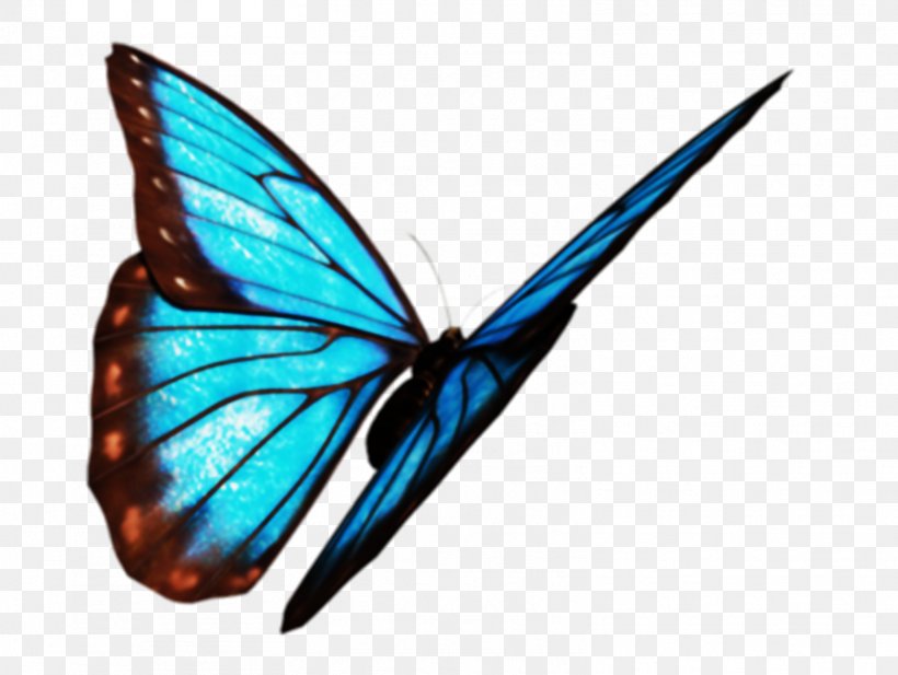 Monarch Butterfly Moth Brush-footed Butterflies, PNG, 1567x1180px, Monarch Butterfly, Arthropod, Blue, Brush Footed Butterfly, Brushfooted Butterflies Download Free