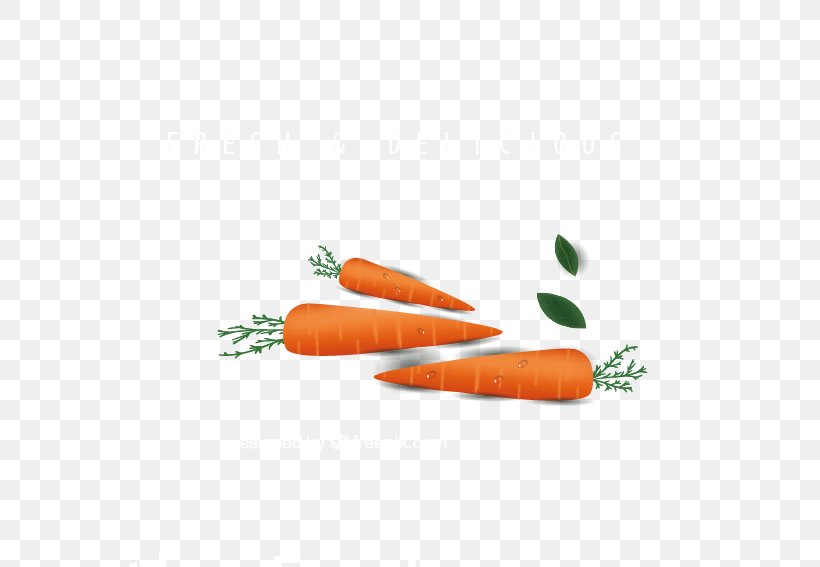 Baby Carrot Carrot Cake Vegetable, PNG, 567x567px, Carrot, Baby Carrot, Carrot Cake, Daucus Carota, Food Download Free