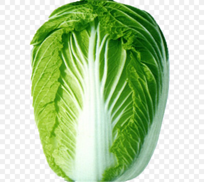 Napa Cabbage Choy Sum Chinese Cabbage Vegetable, PNG, 732x732px, Napa Cabbage, Bok Choy, Brassica, Brassica Oleracea, Brassica Rapa Download Free